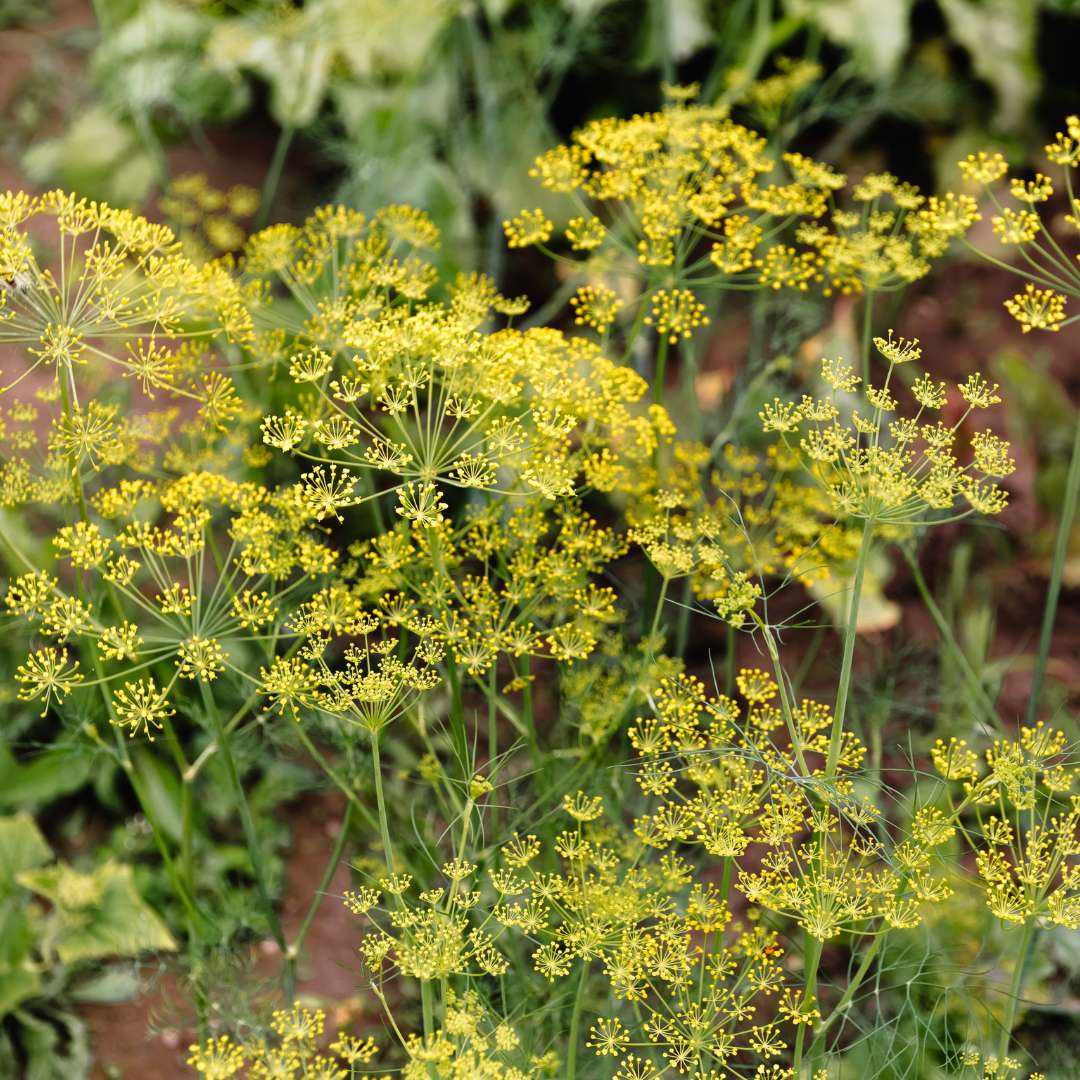 Fennel blossoms. Fennel flowers. Fennel seeds. Seasoning for food. Fennel in a garden. Can dogs eat fennel?