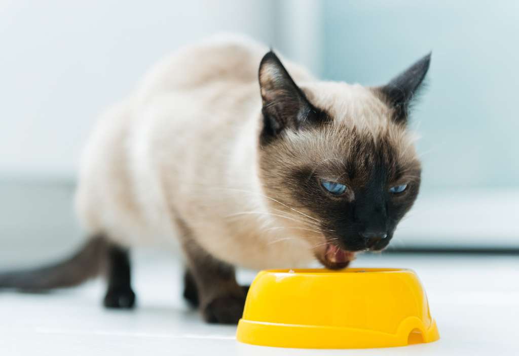 Photo og a siamese looking cat ready to eat food from a yellow bowl to illustrate possible causes of cat stomach gurgling sounds.