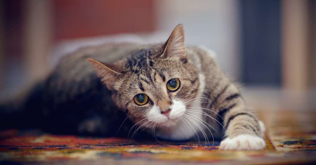 Foto de um gatinho malhado deitado de barriga para ilustrar um blog sobre sons de estômago de gato gorgolejando e o que isso significa.
