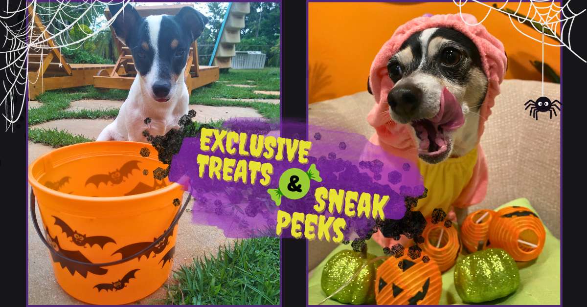 Graphic of two dogs dressed up for Halloween to illustrate a blog that explains the rules of NHV Halloween Costume Contest for Exclusive Treats and Sneak Peeks