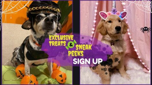 Graphic of two dogs dressed up for Halloween to illustrate a blog that has the signup form for the NHV Halloween Costume Contest for Exclusive Treats and Sneak Peeks