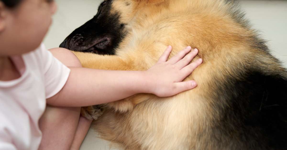 Um garotinho colocando a mão esquerda em um cachorrinho para acalmá-lo porque ele está com dor de barriga.