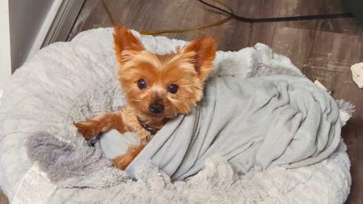 Teeya, the toy Yorkie with dog liver failure, lying on her grey bed and covered by a grey blanket.