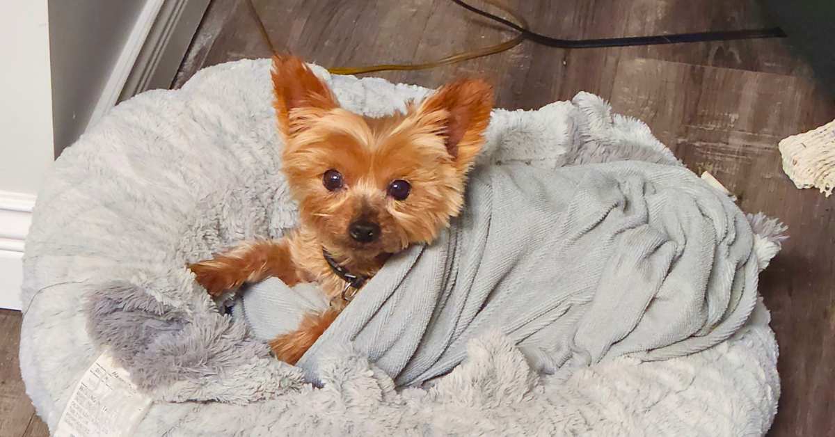 Teeya, the toy Yorkie with dog liver failure, lying on her grey bed and covered by a grey blanket.