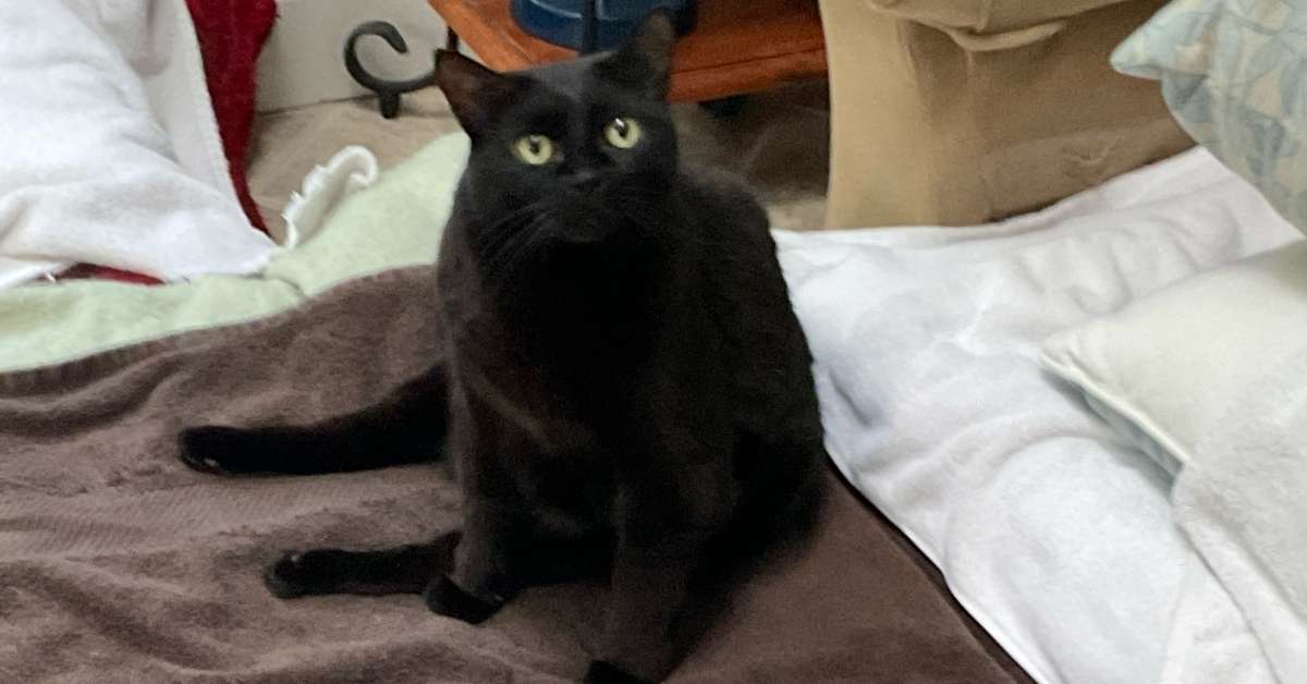Uma gata preta Bella olhando para cima e sentada em uma cama com uma toalha marrom embaixo dela e um travesseiro branco. Ela está lutando contra o câncer na coluna, sentindo-se mais confortável com a melhora dos sintomas do câncer em gatos.