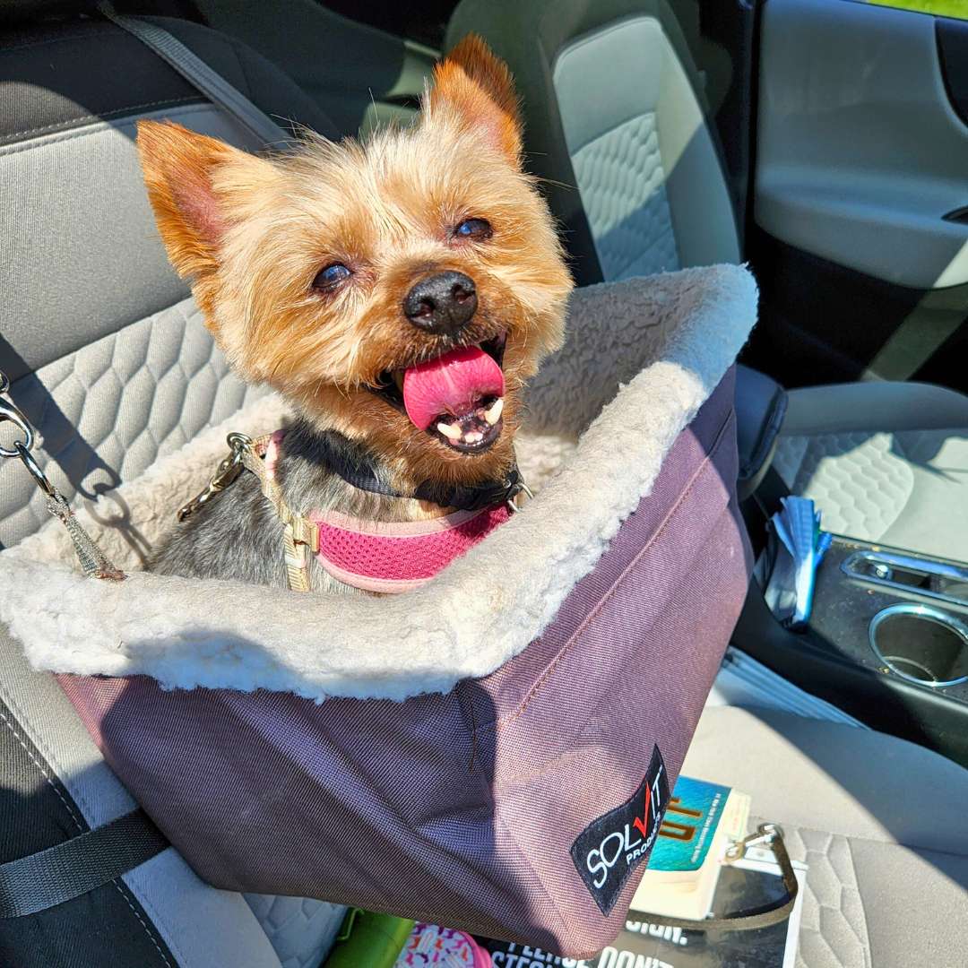 Teeya, the toy Yorkie with dog liver failure smiling with her tongue out in the car