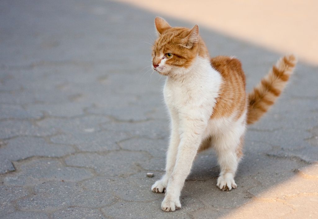 Photo of a cat with arched back and hairs raised to illustrate a blog about fear aggression in dogs and cats.