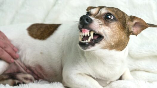 Photo of a dog with the ears held back and showing their teeth, typical signs of fear aggression in dogs.