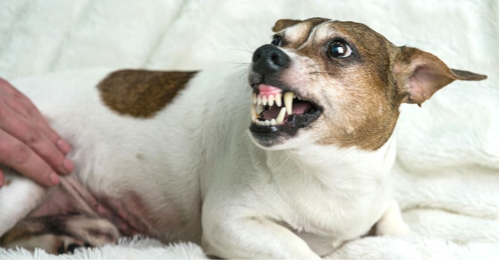 Photo of a dog with the ears held back and showing their teeth, typical signs of fear aggression in dogs.