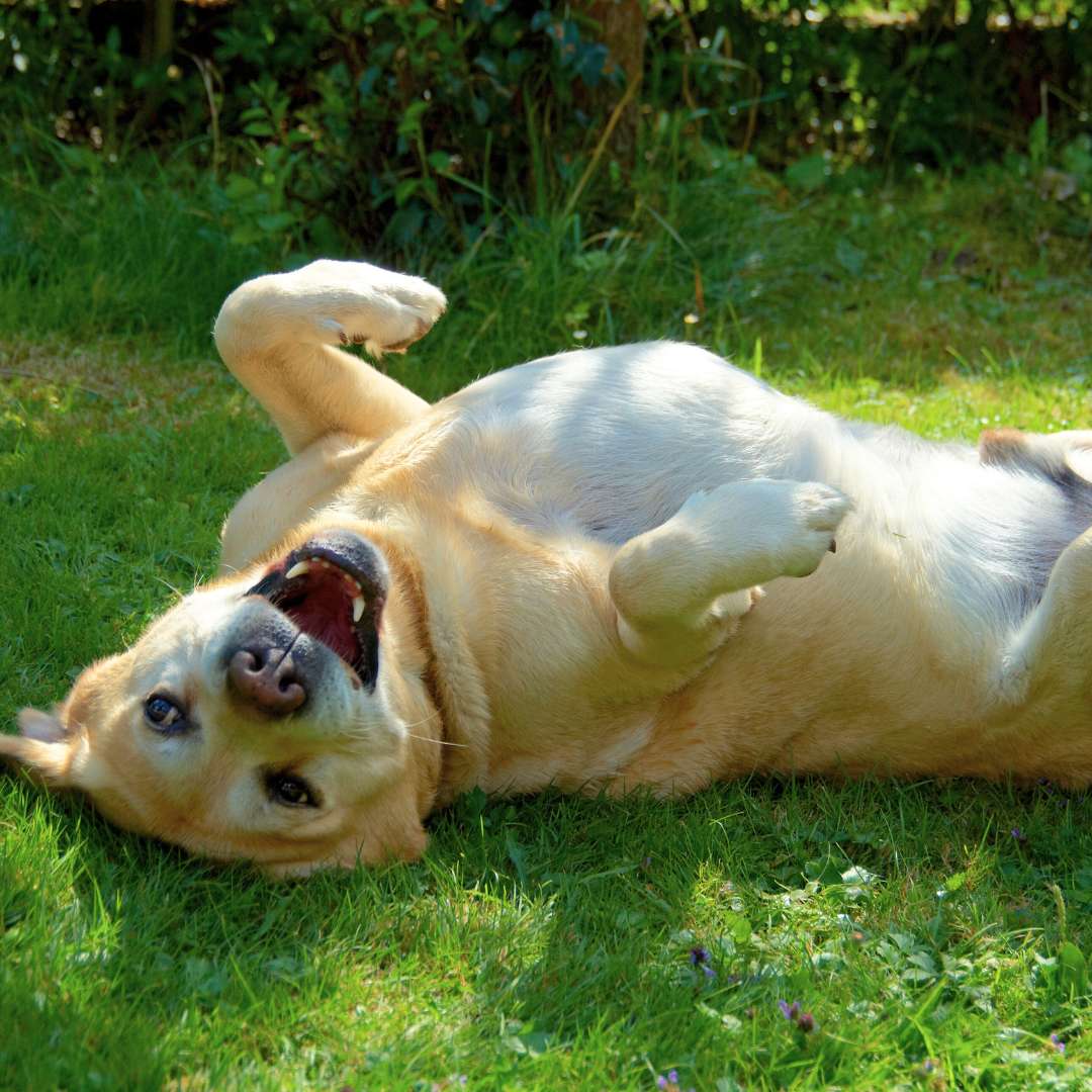 a happy dog rolling on the grass after taking dog probiotics