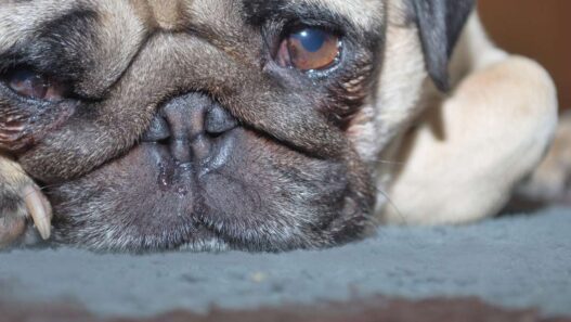 pug looking sad because of dog asthma