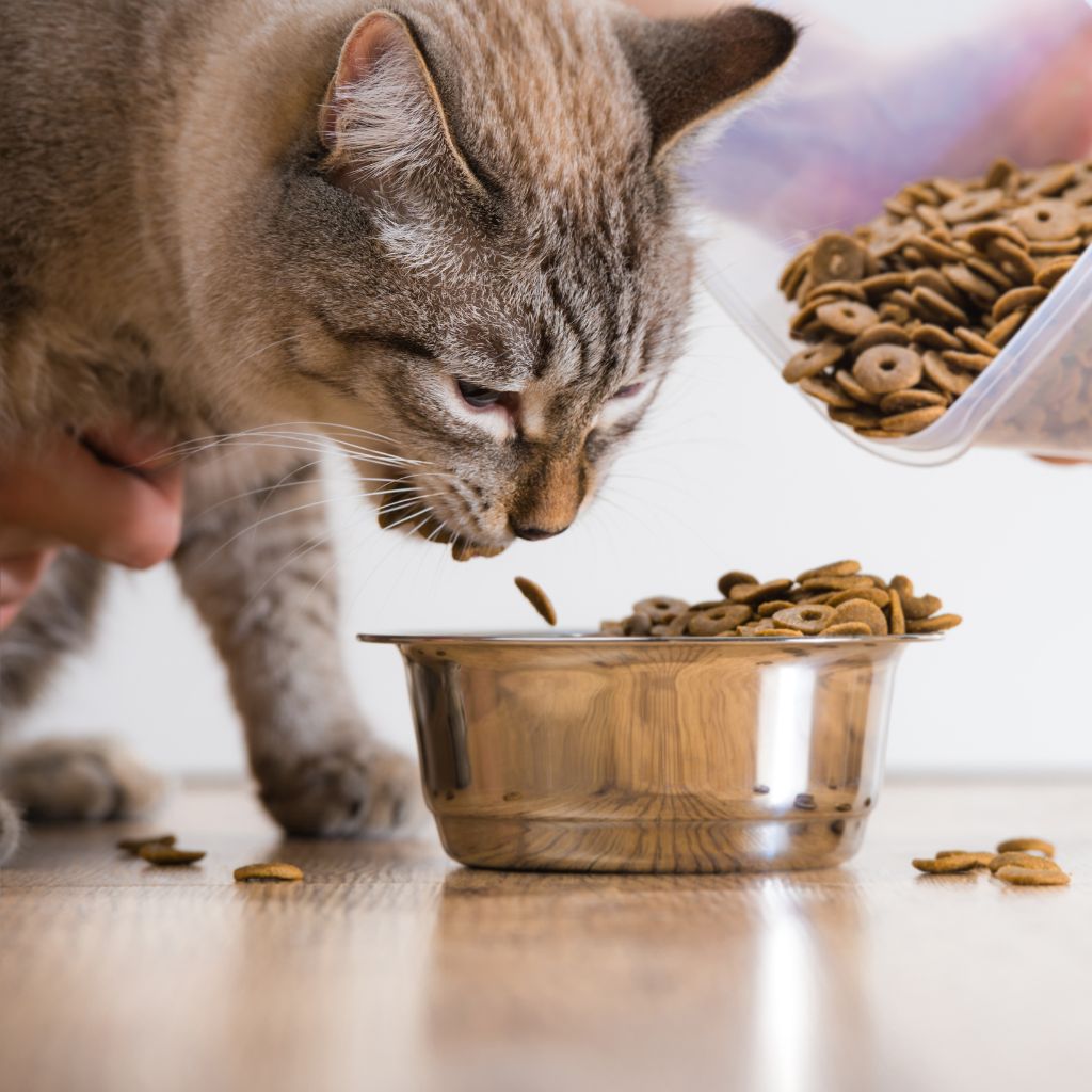 A tabby cat is eating a bowl filled with kibbled to illustrate possible causes of flatulence in pets in a blog about diet tips for gas relief for dogs and cats. 