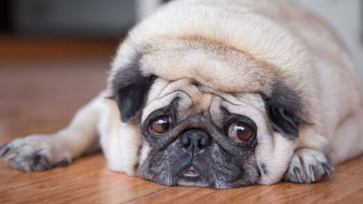 A overweight pug dog lays down on the floor and looks up to illustrate a blog about diet tips for gas relief for dogs and cats.