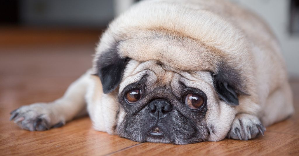 Un chien carlin en surpoids s'allonge sur le sol et lève les yeux pour illustrer un blog sur des conseils alimentaires pour soulager les gaz chez les chiens et les chats.