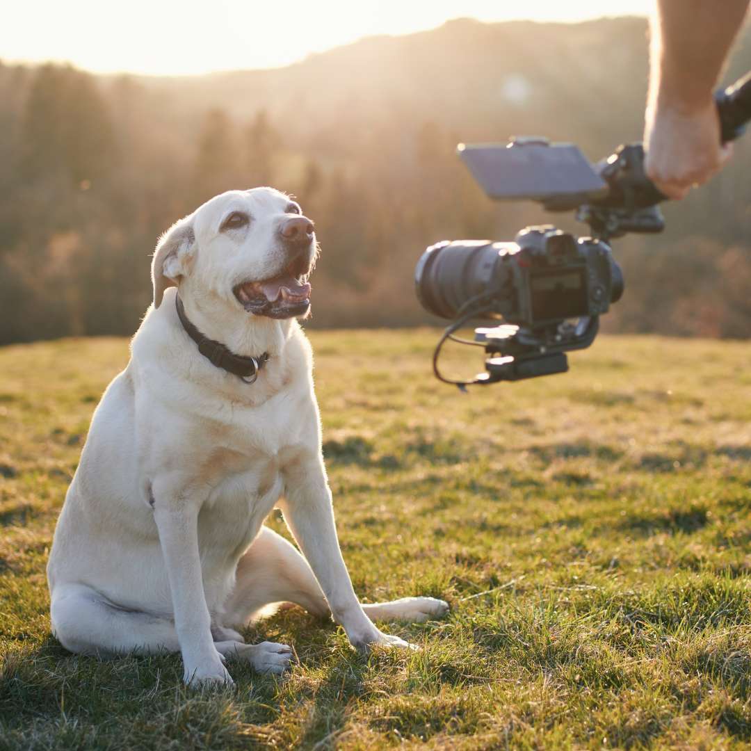 Cute dog posing for filming for free pet supplements on meadow