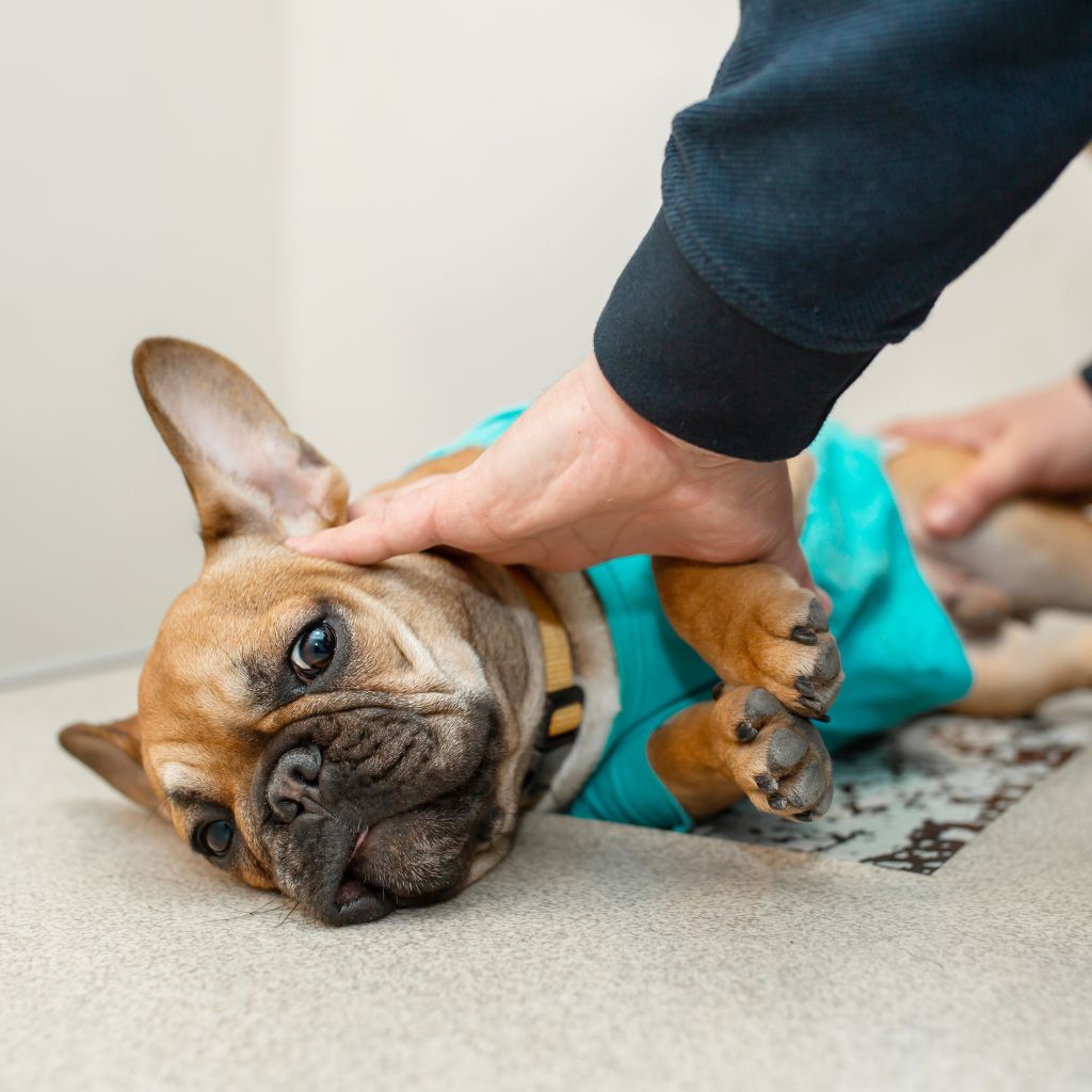 Photo of a French Bulldog laying down while a pair of hands examine the belly, to represent dog intestinal blockage timeline and support. 