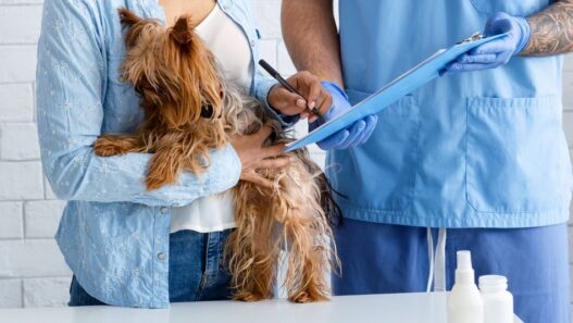 Photo of a Yorkshire terrier dog being examined by a veterinarian to illustrate a blog about dog intestinal blockage timeline.