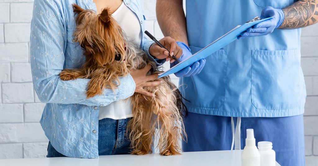 Photo of a Yorkshire terrier dog being examined by a veterinarian to illustrate a blog about dog intestinal blockage timeline.
