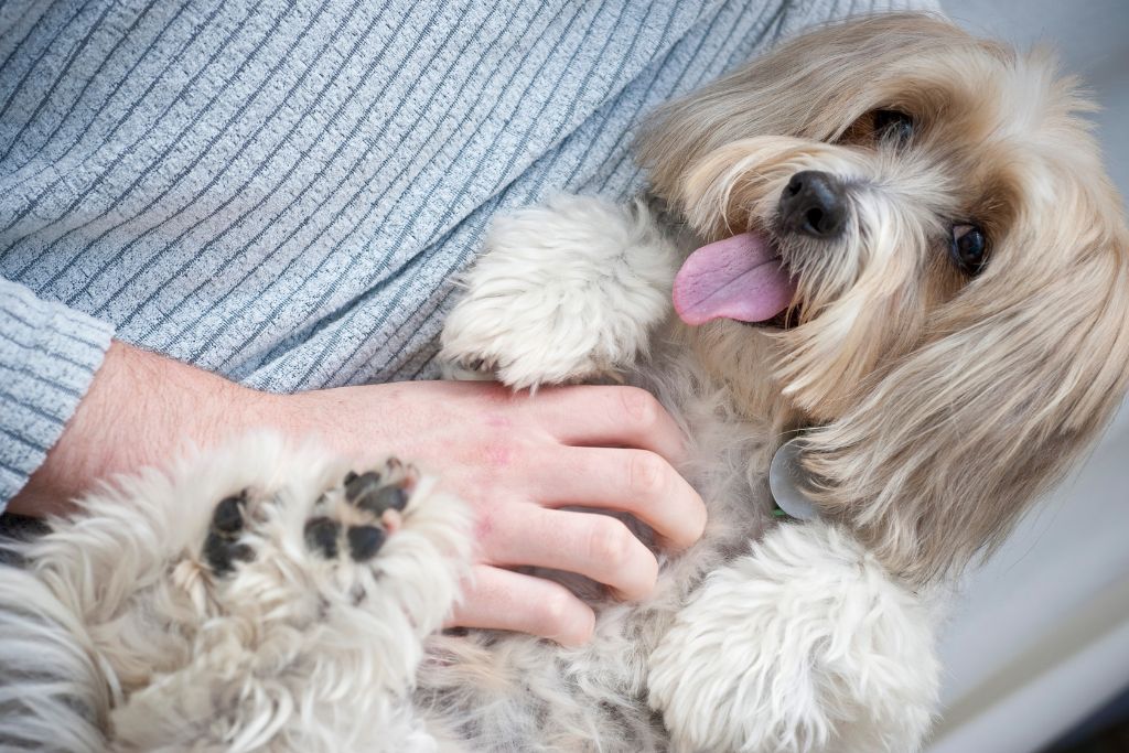 Photo of a small white dog with tongue sticking out, laying down on their parent's lap as a hand gives them a belly rub, to illustrate an article about Inflammatory Bowel Disease in Cats and Dogs. 