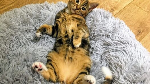 Photo of a Tabby cat laying down on the bed with their tummy up to illustrate an article about Inflammatory Bowel Disease in Cats and Dogs.