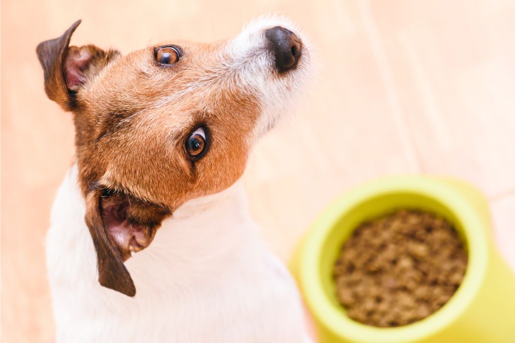 Photo of a Jack Russell Terrier dog looking up to the camera with a bowl of kibble on the floor to illustrate possible treatments for copper storage disease in dogs.
