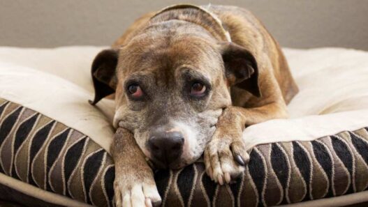 Image of a dog looking sad and lethargic to illustrate an article about copper storage disease in dogs