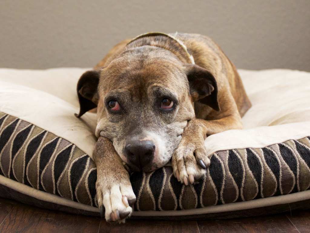 Copper Storage Disease in Dogs