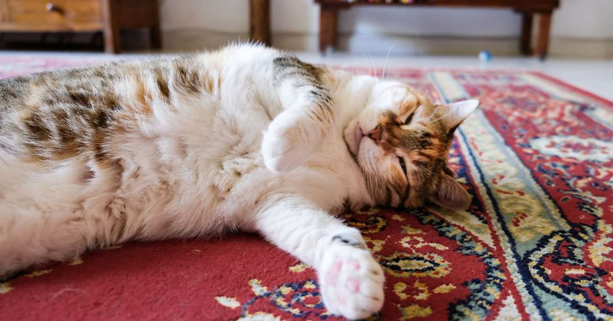 chat allongé sur un tapis rouge avec des motifs joyeusement après avoir pris des probiotiques pour chat et chien