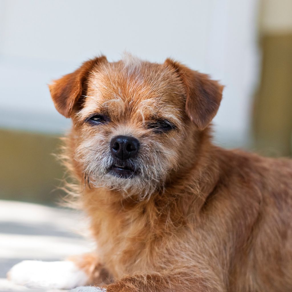 Photo of a senior looking dog with his eyes halfway closed to illustrate low energy dogs