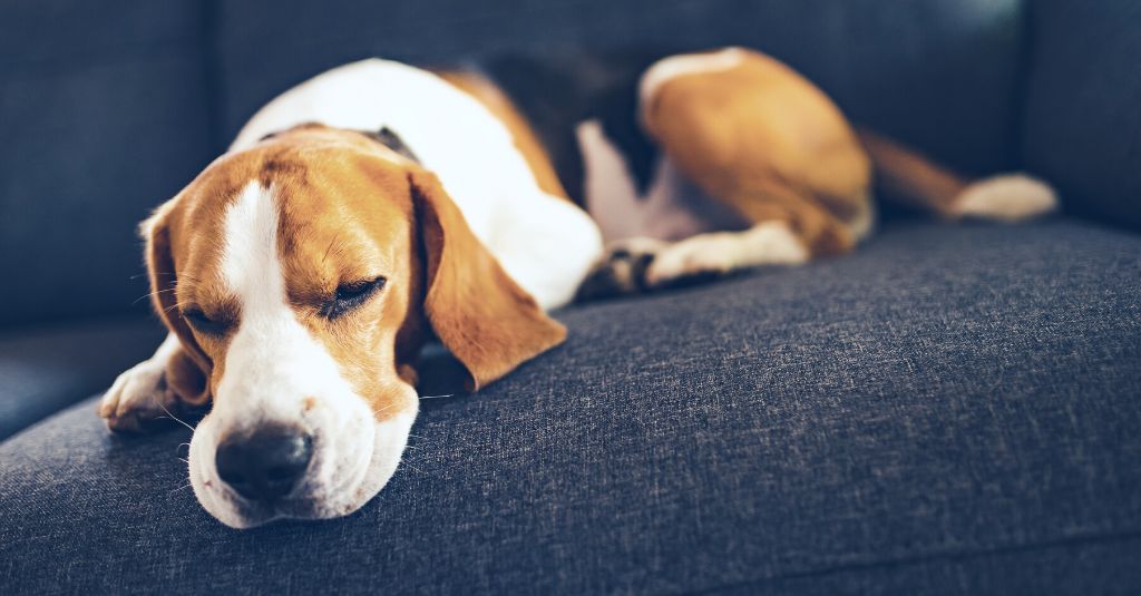 Photo of a Beagle looking dog laying down on the sofa with the eyes shut closed, to illustrate a blog about low energy dogs.