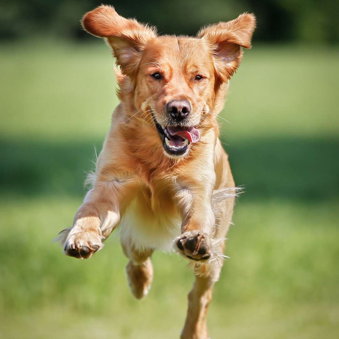 Close-up of golden retriever dog running outside on the grassland happily after trying asian ginseng for dogs