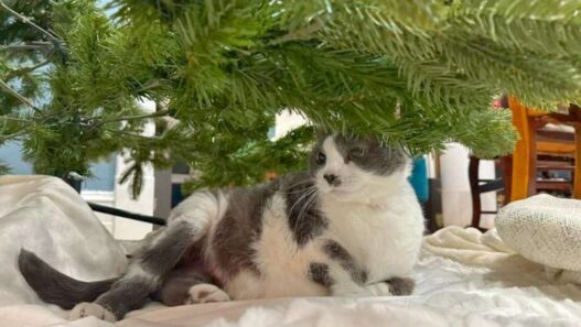 A grey and white cat, Infinity with cat caner, standing in front of a section of a Christmas tree and looking to the left.
