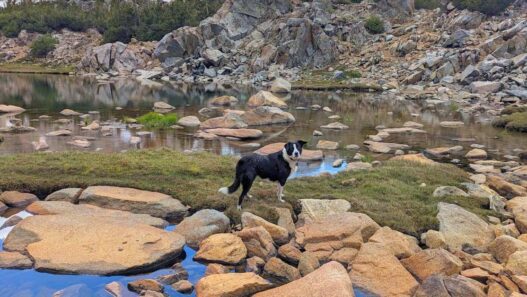 Coco, a Border Collie with dog back pain standing on rocks behind a lake. She is looking at the camera.