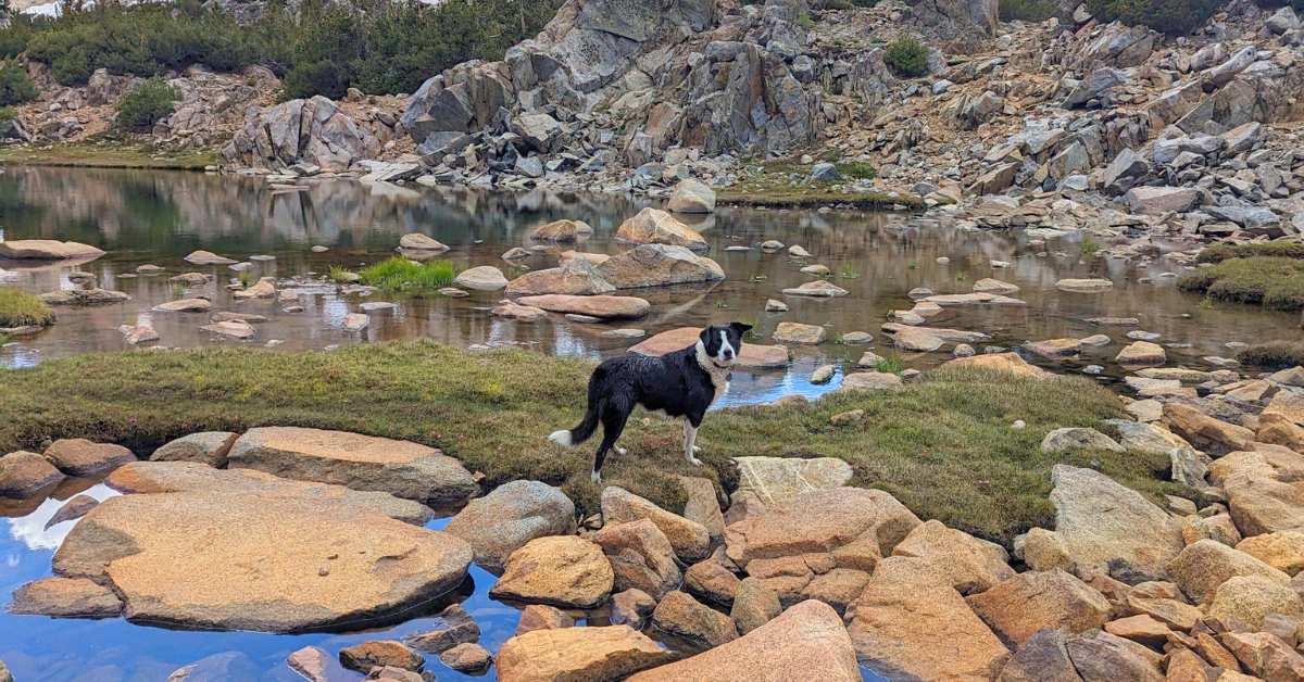 Coco, a Border Collie with dog back pain standing on rocks behind a lake. She is looking at the camera.