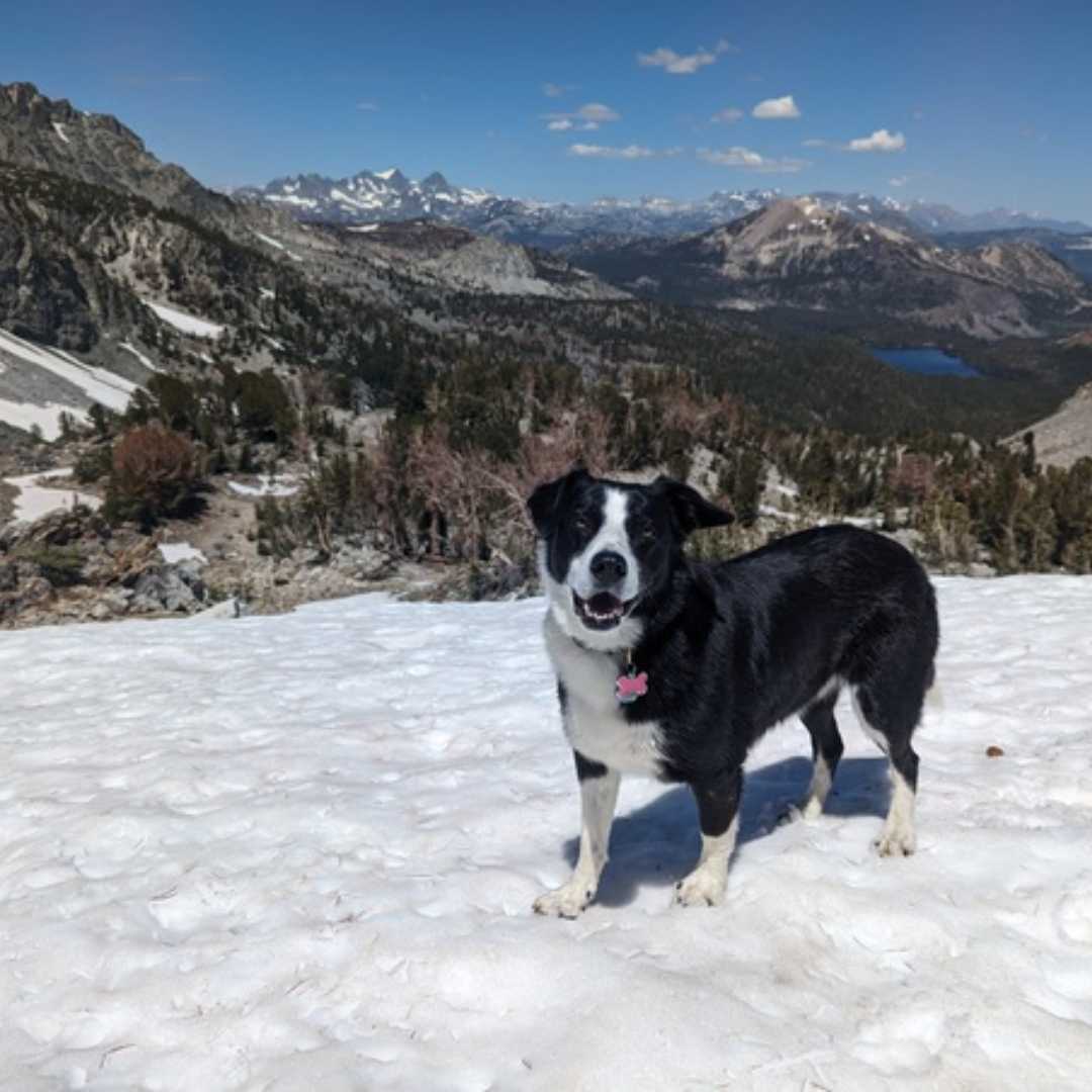 Coco with Dog Back Pain hiking a snowy mountain and taking a picture at the peak, smiling