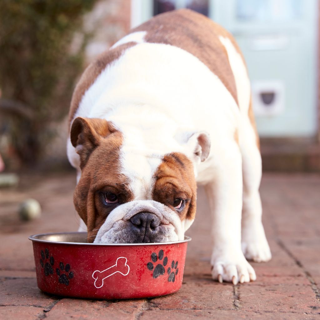 Photo of a dog eating from a red bowl to illustrate how diet changes can help prevent gastritis in dogs.