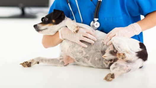 Photo of a vet examining a dog's tummy to illustrate the diagnosis process for gastritis in dogs.