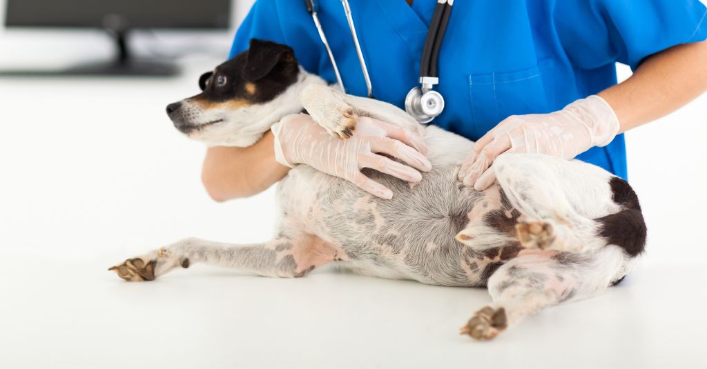 Photo of a vet examining a dog's tummy to illustrate the diagnosis process for gastritis in dogs.