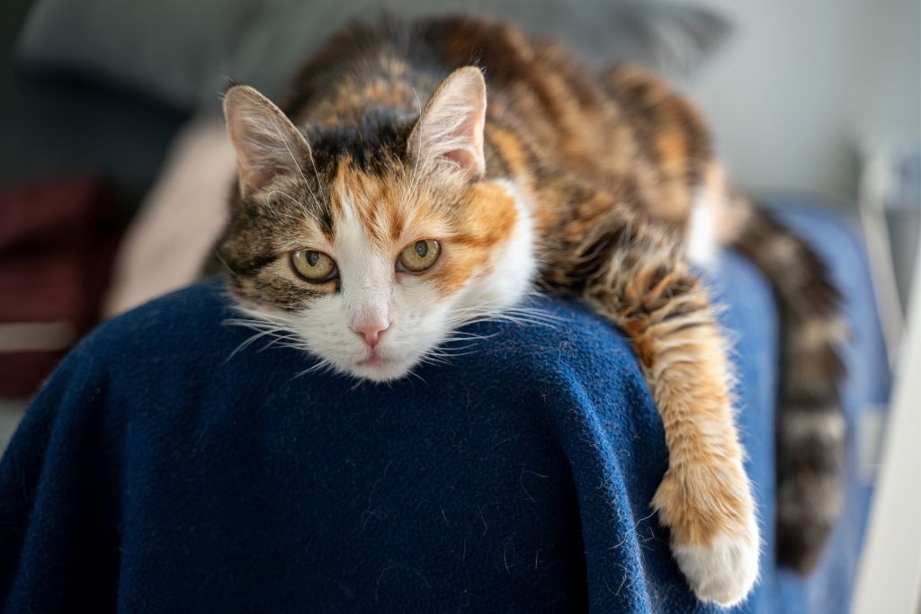 Photo of a cat laying down to illustrate ataxia and the possible symptoms of vestibular disease in dogs and cats. 