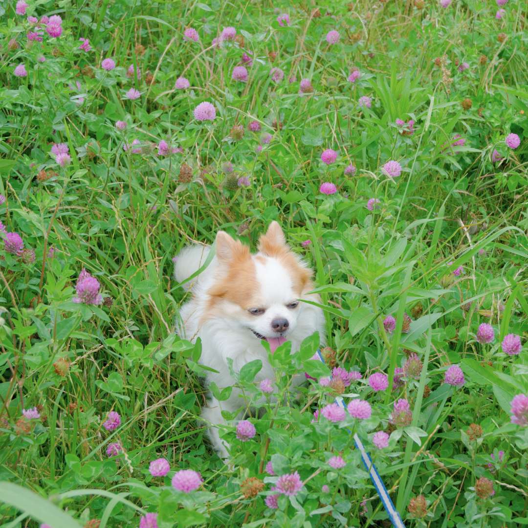 A dog in the center of a grassland full of red clover for dogs with his tongue out