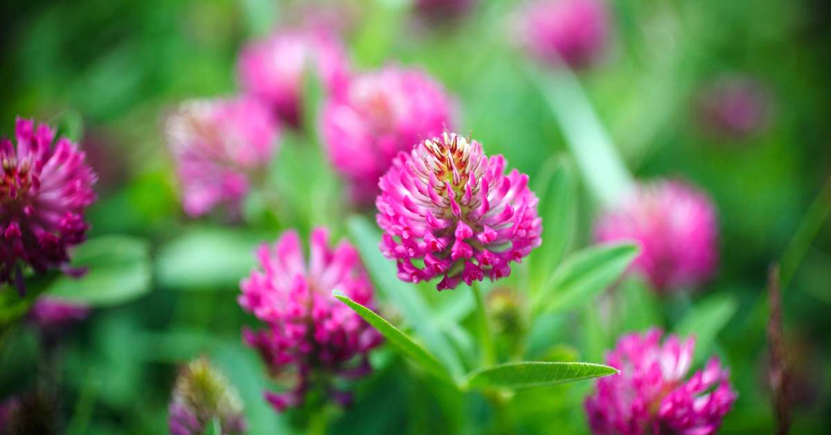 red clover for dogs and cats