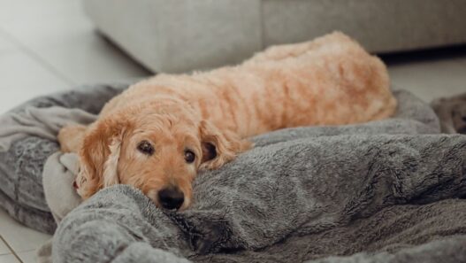 Photo of a senior looking dog laying down to illustrate an article about Vestibular Disease in Dogs and cats.