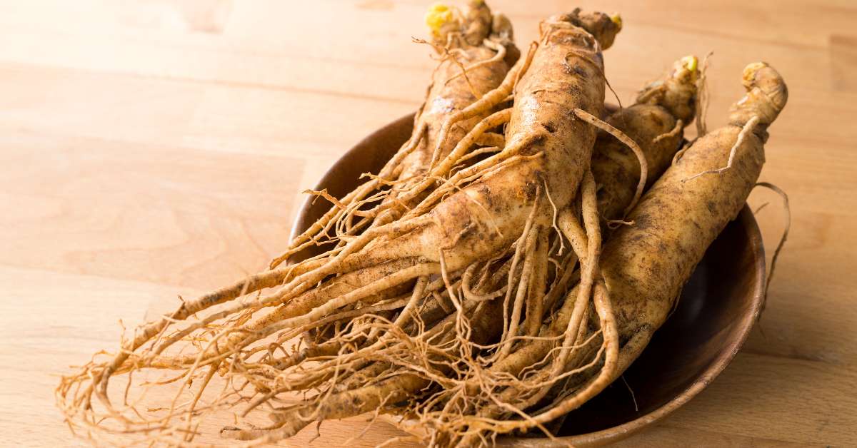 Image of an asian ginseng for dogs and cats