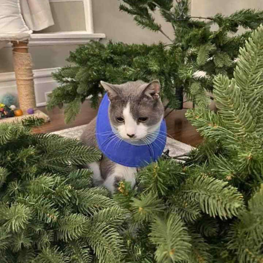 Infinity with cat cancer, a grey and white cat, is surrounded by some christmas trees