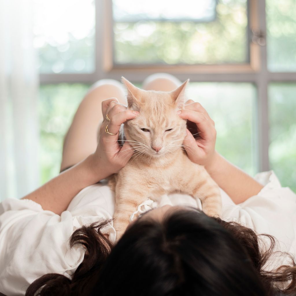 Photo of a ginger tabby cat being massaged by a woman to illustrate ways to support a senior and confused cat. 