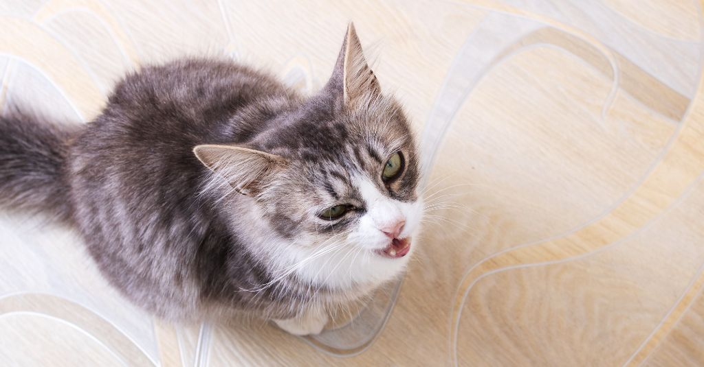 Image of a kitty meowing looking like a confused cat