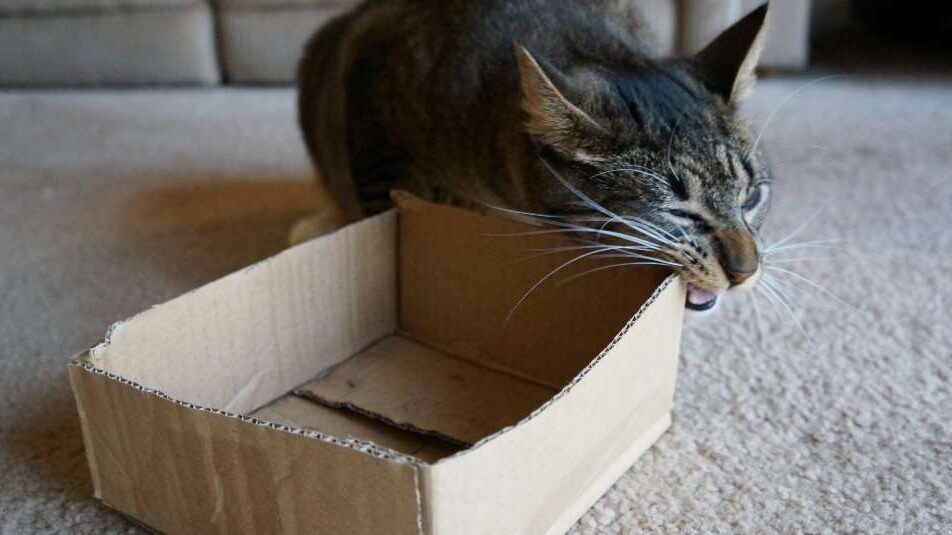 A grey cat chewing on a cardboard box because of Pica in cats