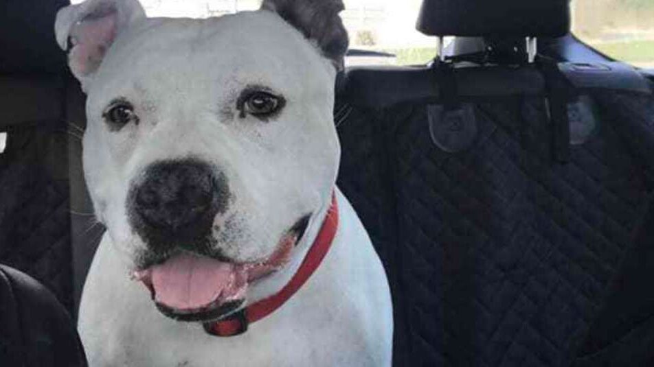 Cancer in dogs: Dandee the white pitbull smiling at the camera with her tongue out and sitting at the backseat of a car.