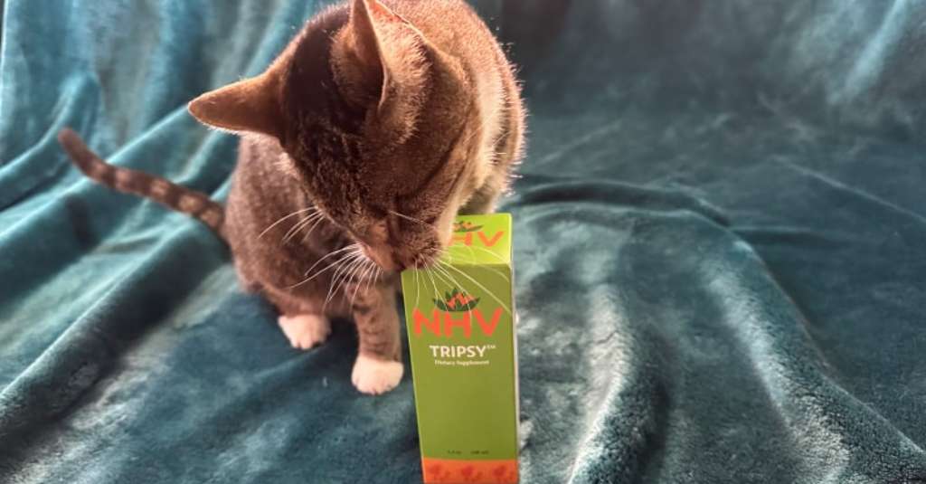 Supporting Boots's cat kidney disease with NHV Tripsy