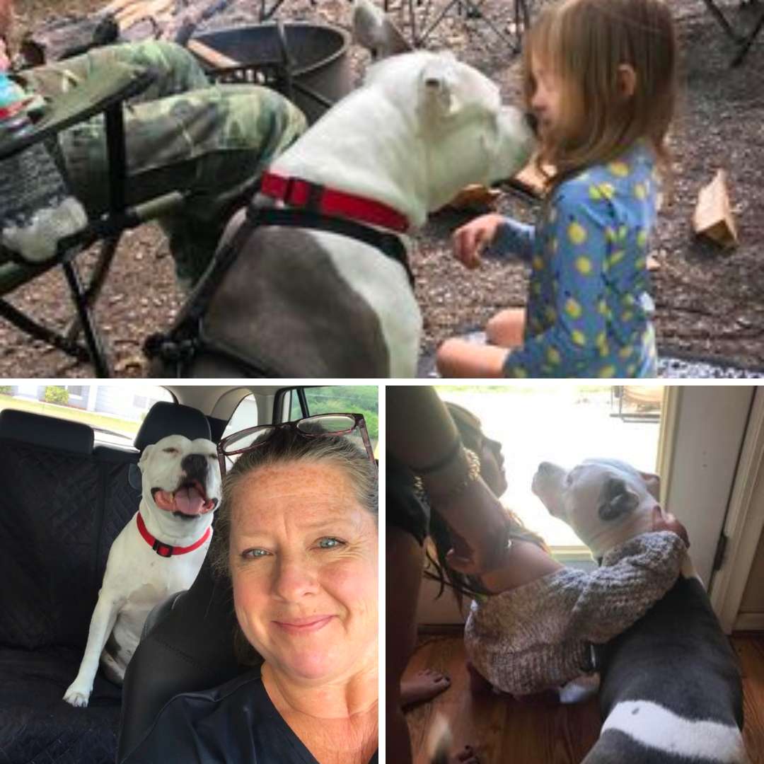 A grid of three pictures - middle top: a white and grey pitbull, with cancer in dogs, kiss a little girl in blue long sleeve shirt. Bottom left: happy white and grey pitbull with her owner. Bottom right: white and grey pitbull with a little girl sitting in front of a window with bright sunlight shining in.